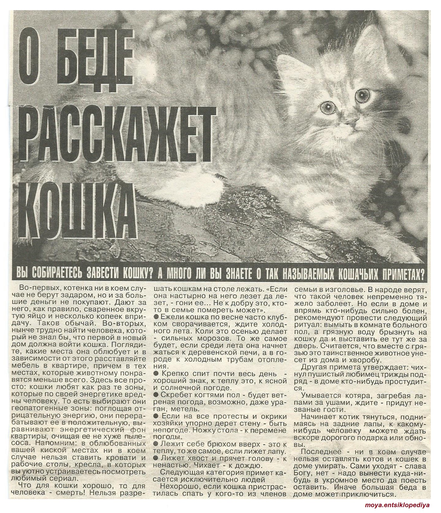 кошка родила на кровати приметы