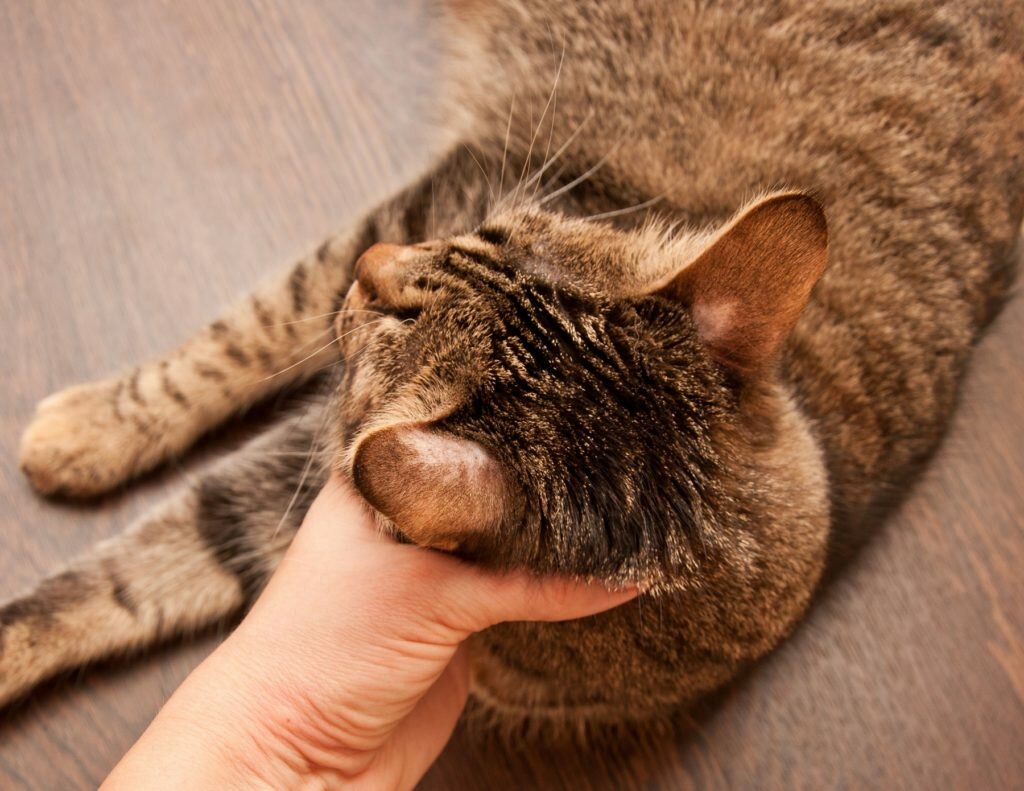 12 причин почему кошка лижет свою лапу