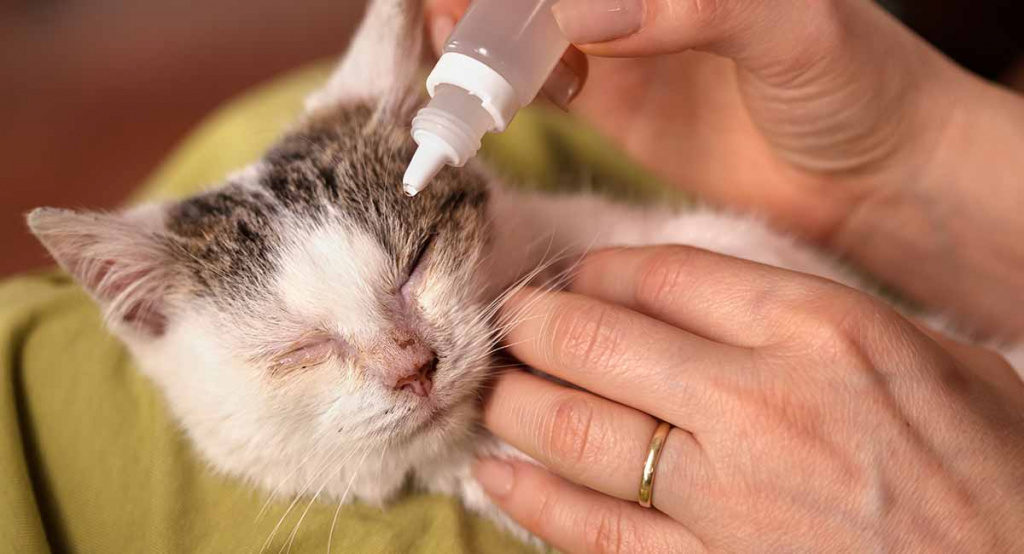 Котенок чихает: сопутствующие симптомы, виды заболеваний, лечение