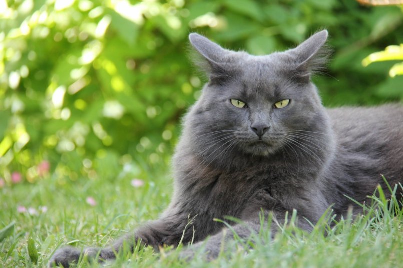 Серая кошка с желтыми глазами: породы, описание дымчатых котов, особенности характера