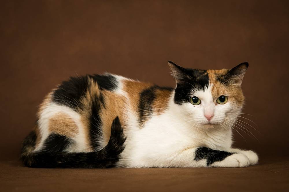 Известно что трехшерстные кошки. Сибирская кошка трехцветная короткошерстная. Трехшерстный бобтейл. Японский бобтейл трехцветный. Британская короткошёрстная кошка трехцветная.