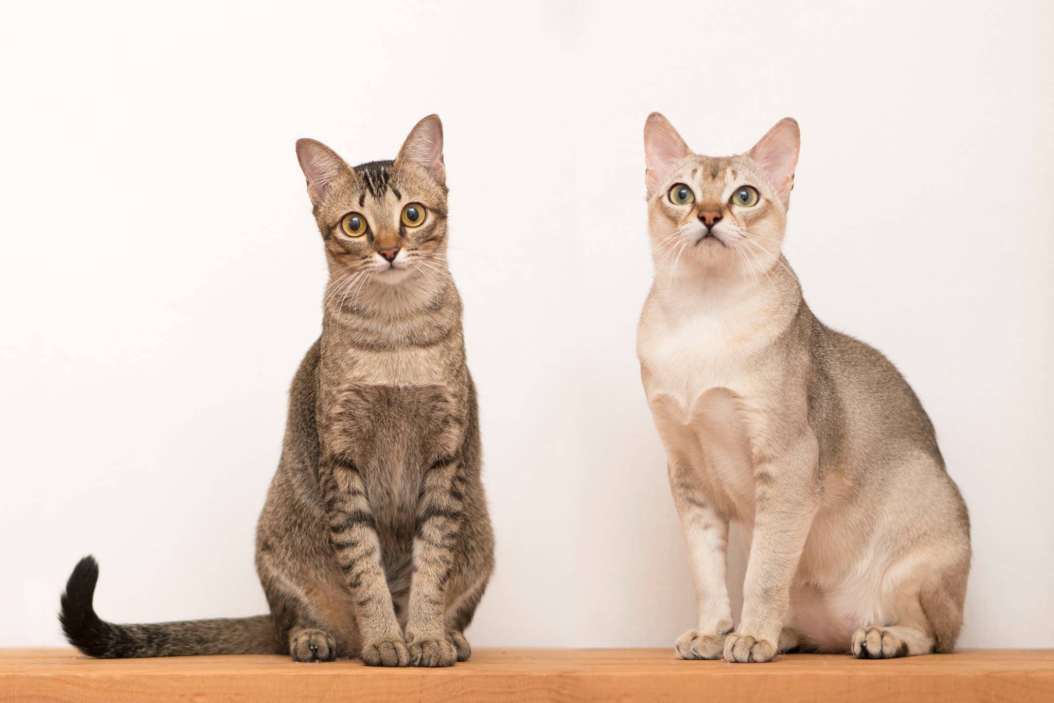 Сингапурская кошка (сингапура) – описание породы от а до я