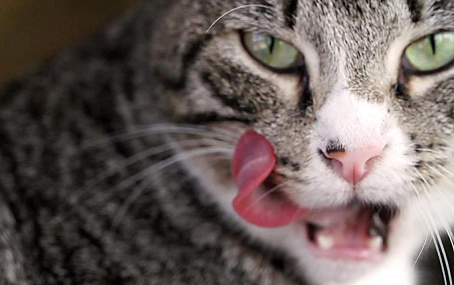 На что указывает высунутый язык у кошки?