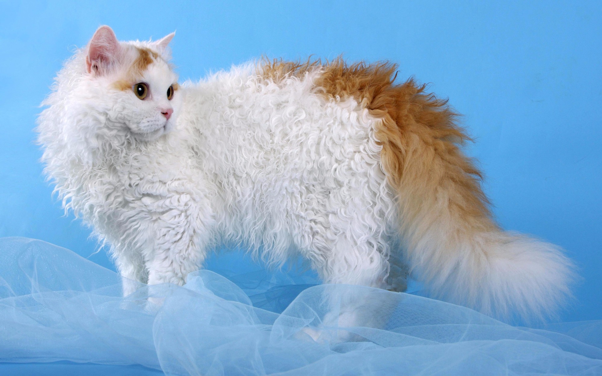 Лаперм- кудрявые кошки: описание породы- подробности ухода +видео и фото