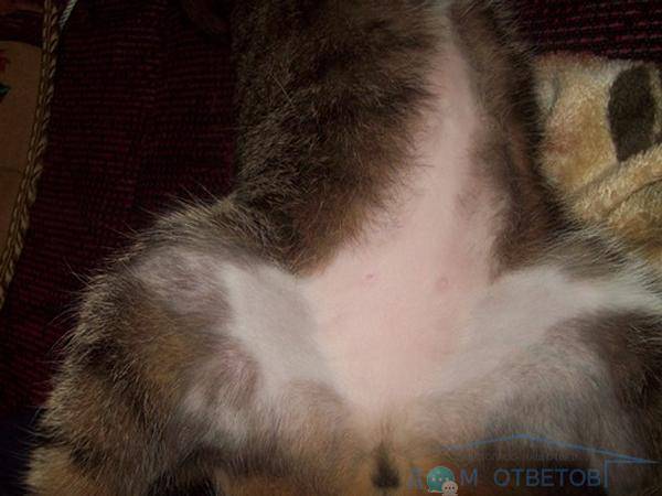 Выпадение шерсти у кошек: как лечить, причины, симптомы