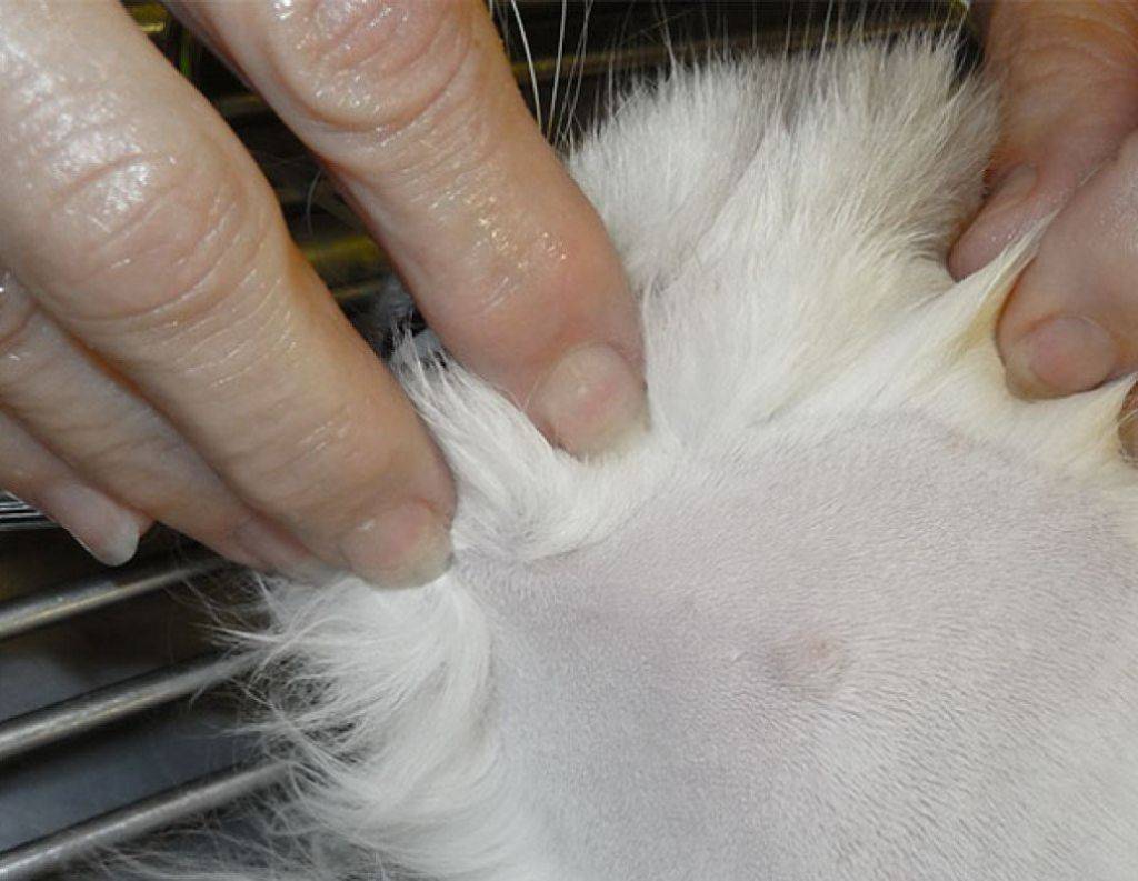 У кота на шее шишка в виде шарика под кожей: причины