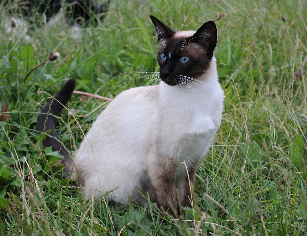 Сиамская кошка - описание породы и характер фото ...