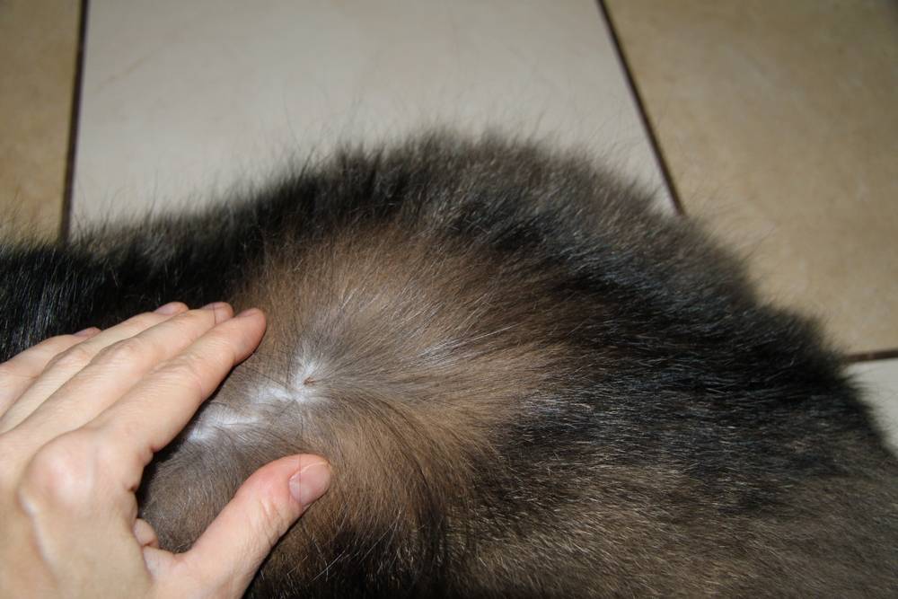 Причины появления шишек на коже кошек. лечение и последствия.