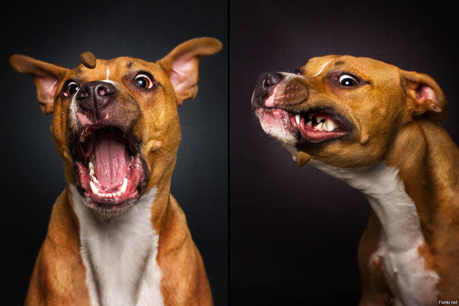 Смешные собаки: самые прикольные и веселые