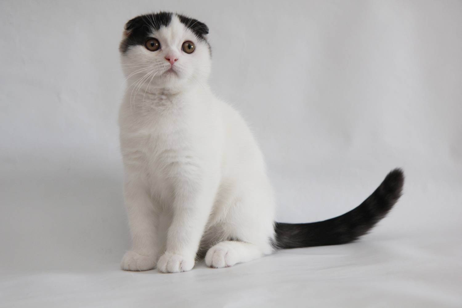 Вислоухие котята черно белые