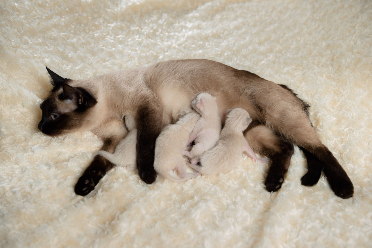 Новорожденные котята сиамской кошки