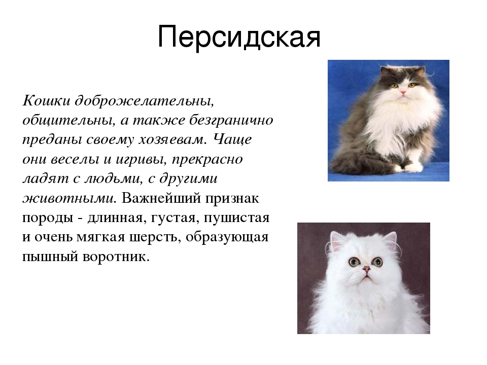 Персидская кошка: описание и уход за животным