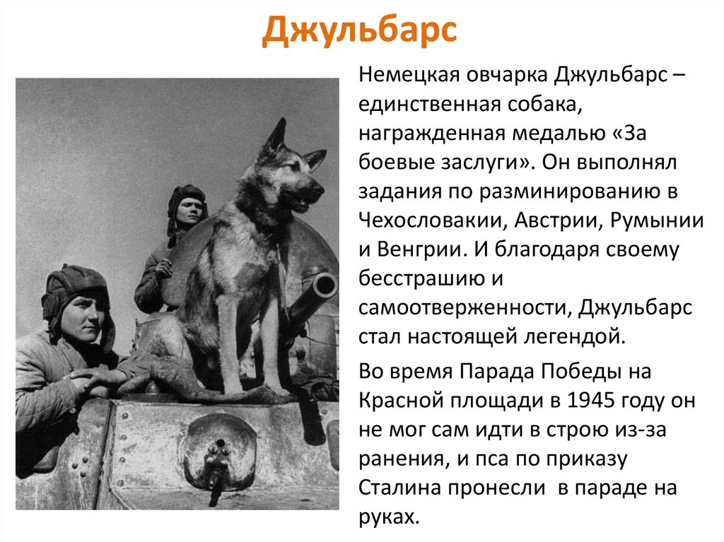 Применение служебных собак на военной службе (история службы собак, функции, собаки в армии россии)