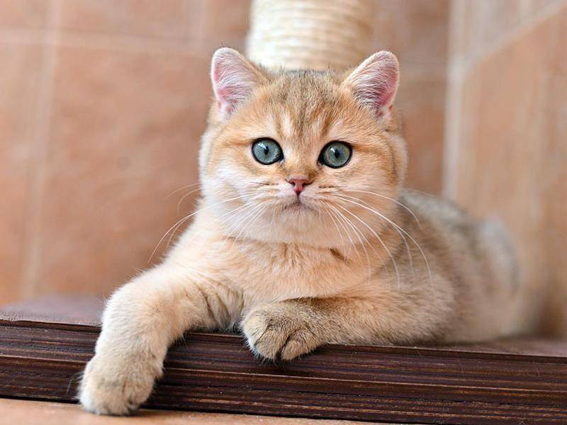 Персидская шиншилла: описание породы кошек, фото, питание, характер и поведение
