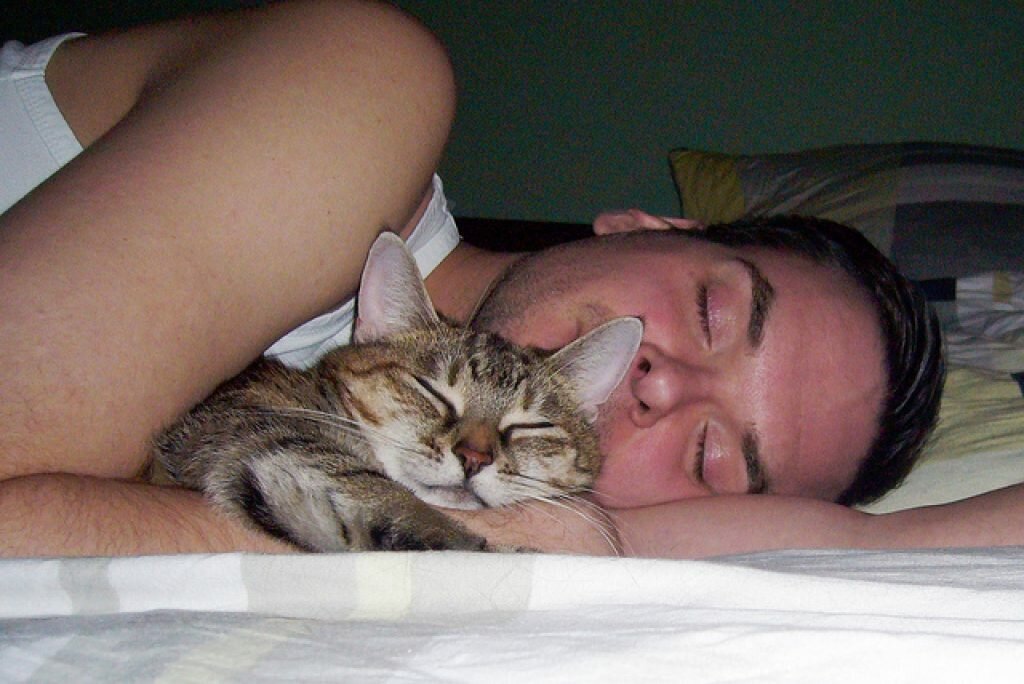 Причины почему кошки любят спать возле своих хозяев: на груди, у головы, в ногах