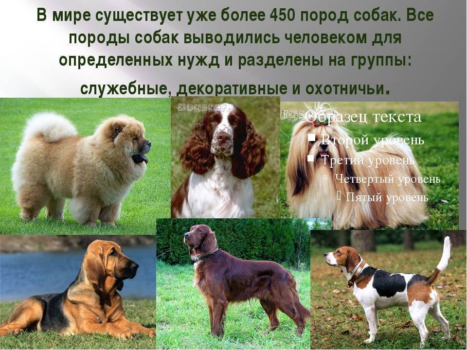 Собаки для детей: список представителей с фотографиями, названиями, описаниями и ценами