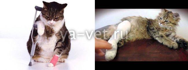 Кот стал хромать на переднюю или заднюю лапу: что делать при хромоте без видимых повреждений, после травмы или операции?