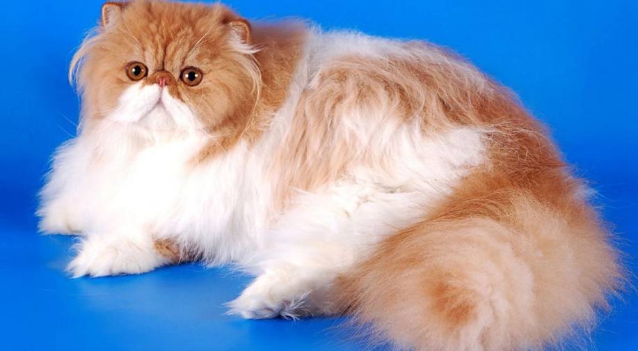 Персидская кошка: описание породы и характеристики