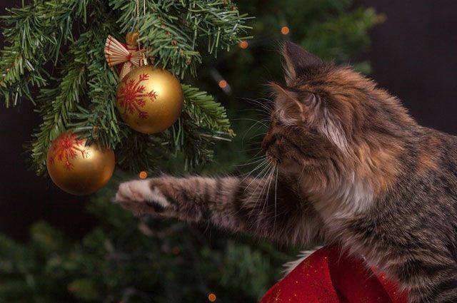 Кот съел дождик с елки: что делать и нужно ли беспокоиться | кот и кошка
