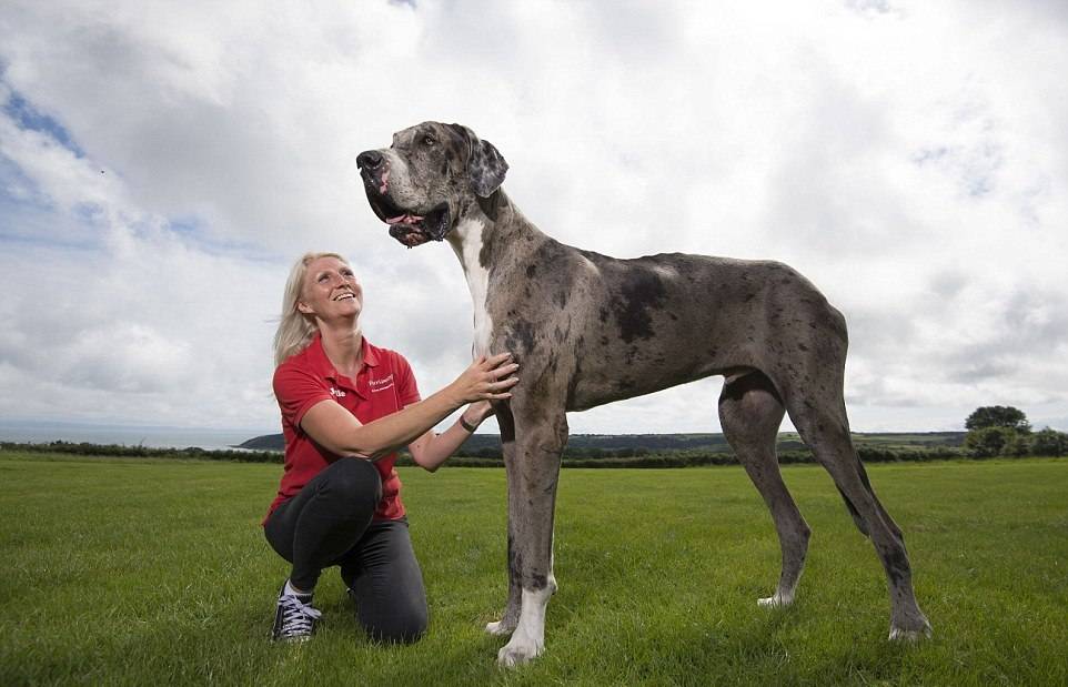 Самые известные большие собаки: название пород, фото, основные характеристики крупных псов
