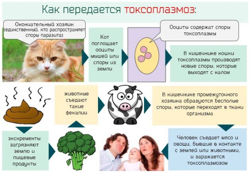 Как можно заразиться токсоплазмозом от кошки?