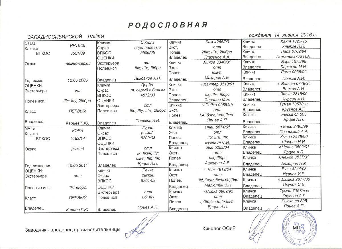 Как назвать собаку лайку