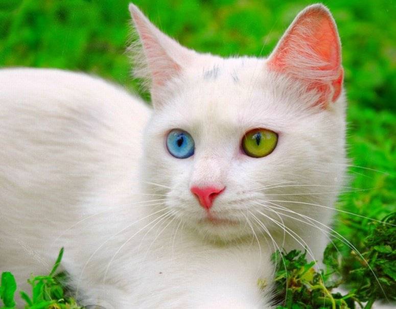 Почему у кошек бывают глаза разного цвета