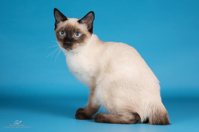 Скиф тай дон (той боб): описание породы, фото, стандарты, окрасы, характер кошки