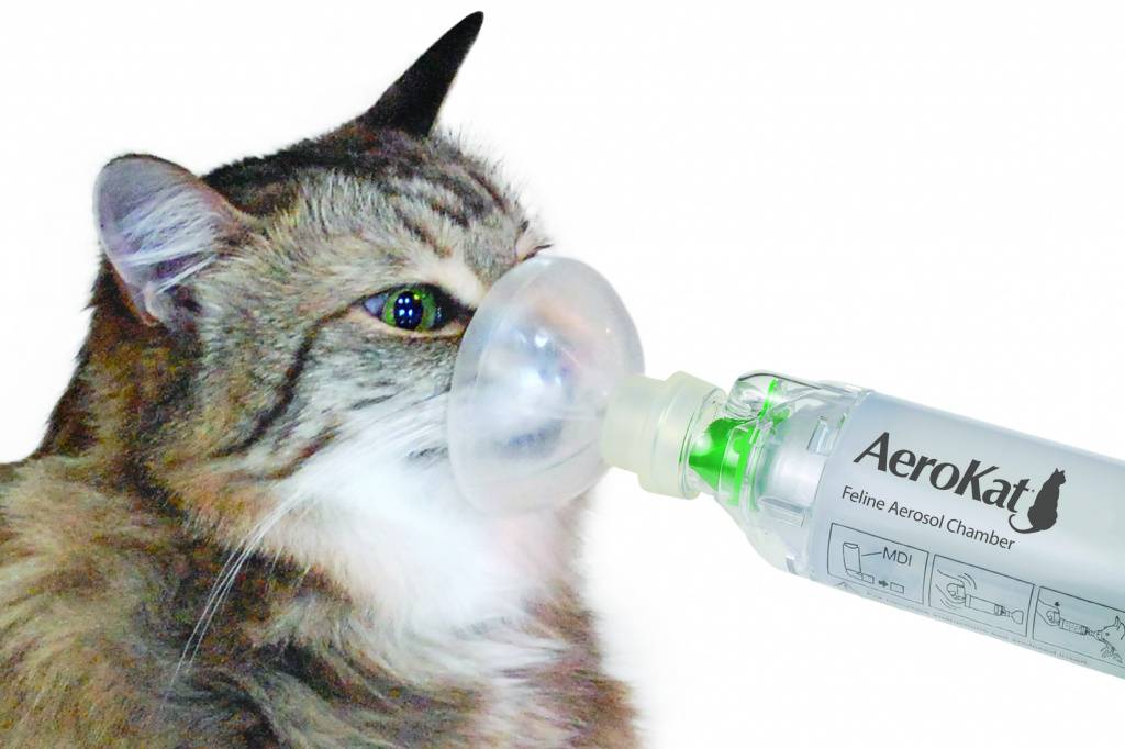Астма у кошек - симптомы и лечение