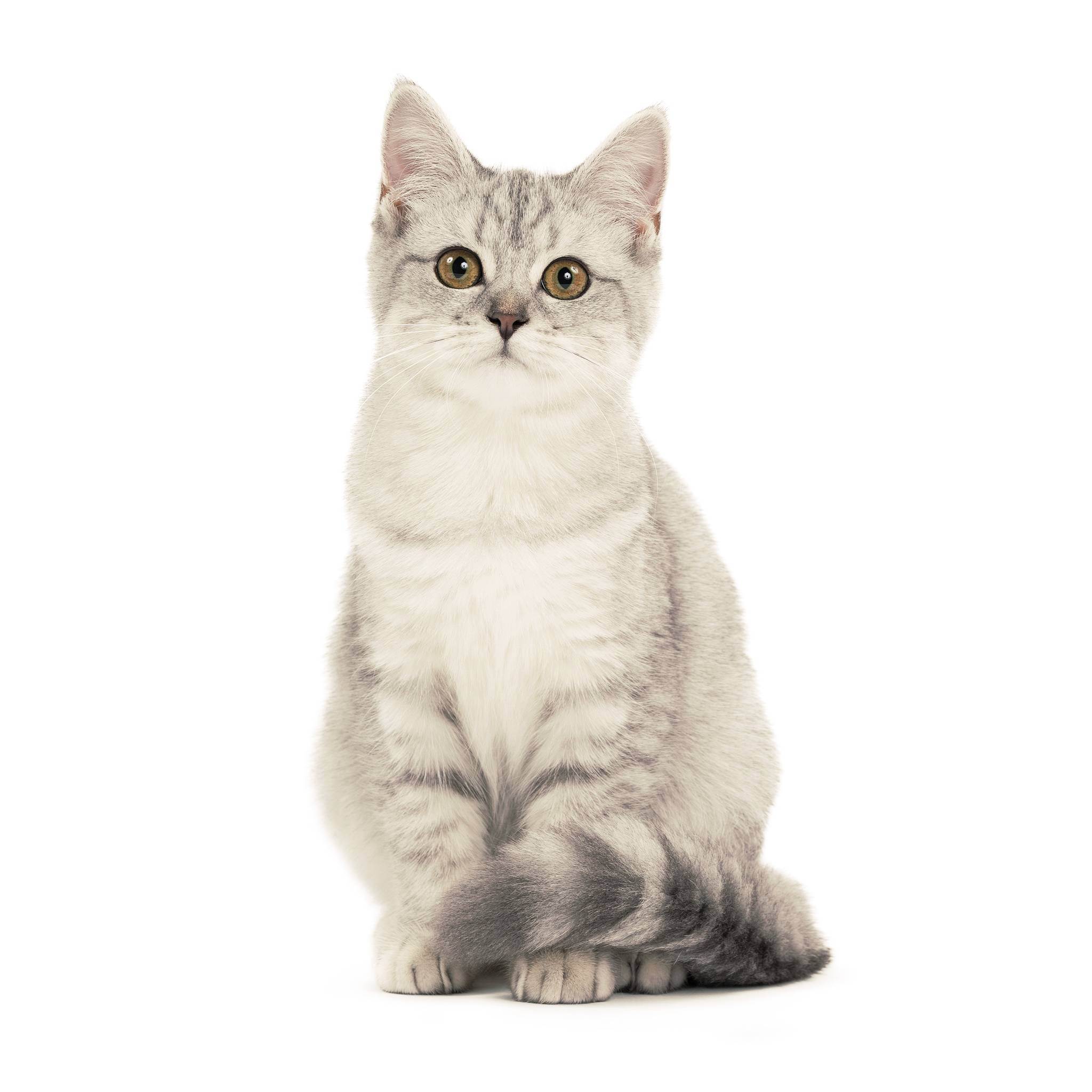 Скоттиш-страйт (шотландская прямоухая кошка)