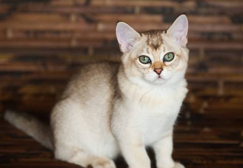 Порода кошек бурмилла - описание породы, характер
