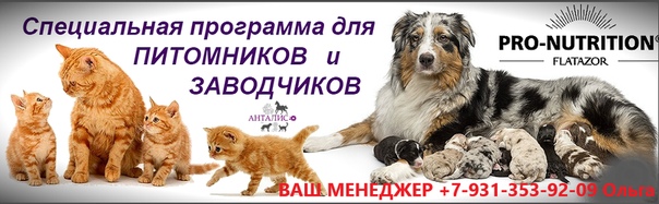 Чипирование кошек