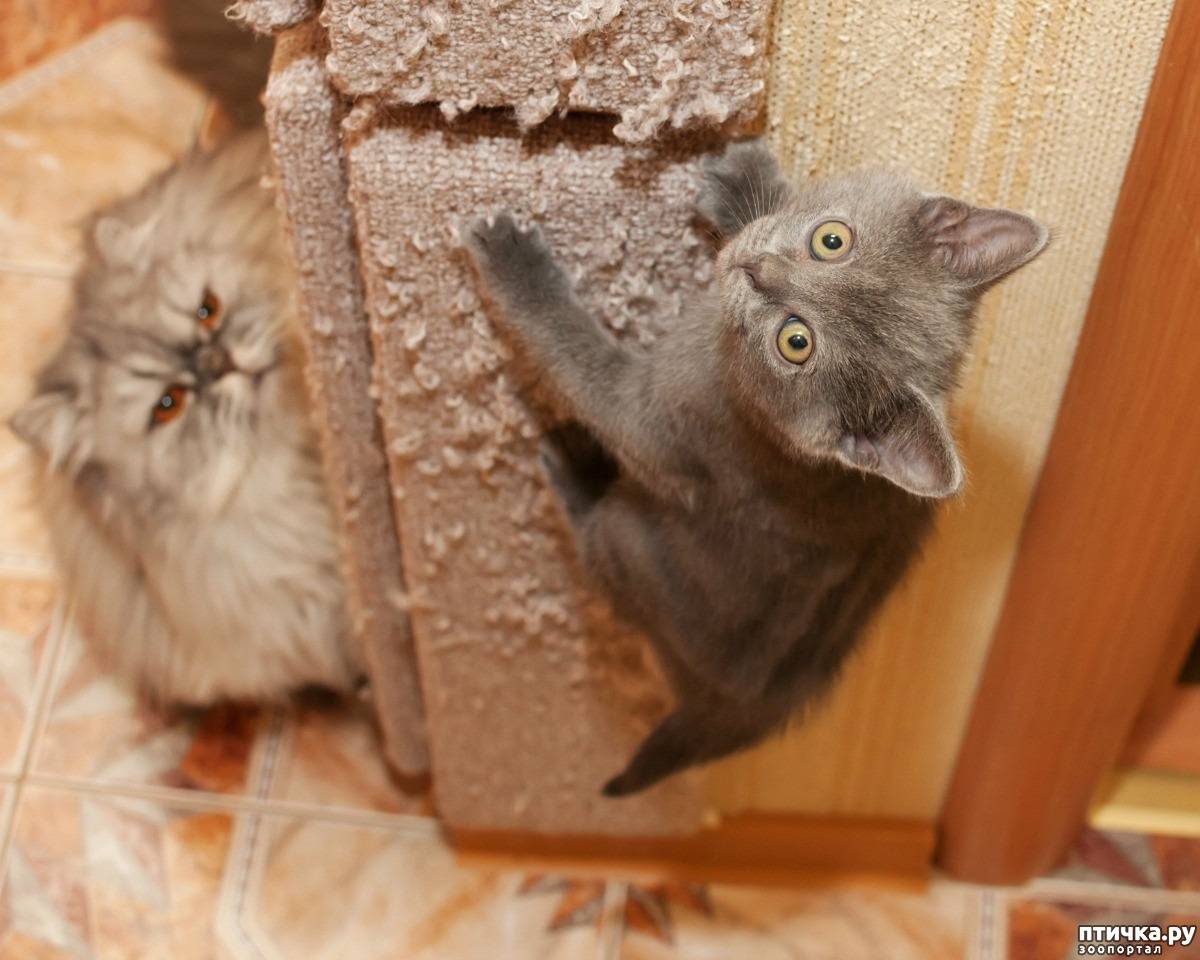 10 способов отучить кошку драть обои и мебель | звери дома