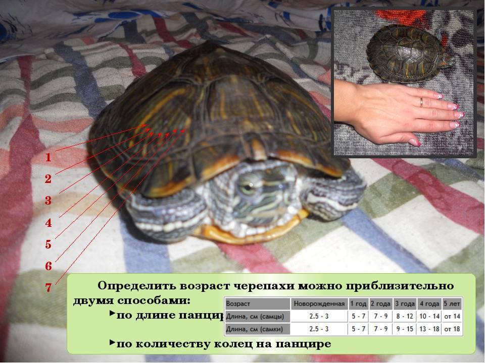 Сколько живут красноухие черепахи: изучайте с нами