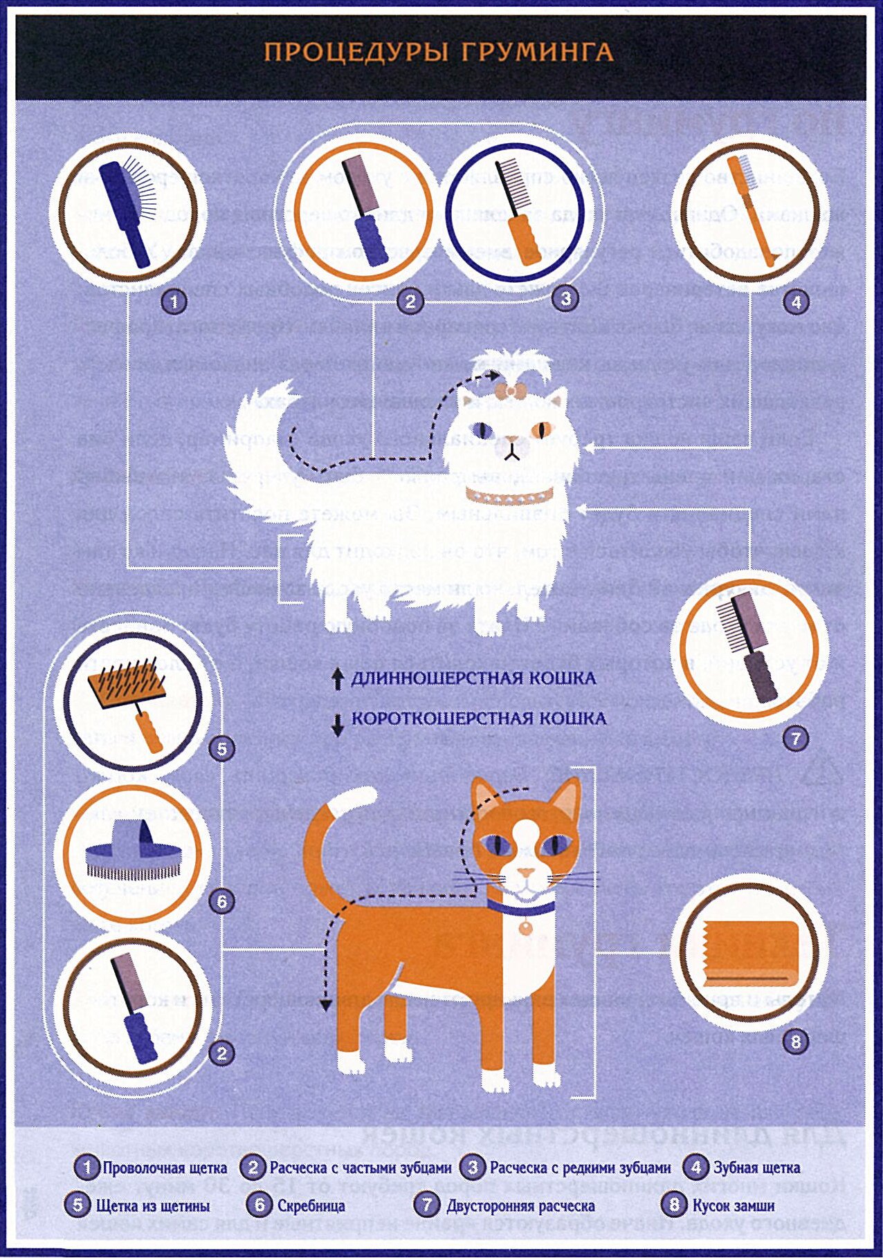 Как ухаживать за кошкой. инструкция для новичков