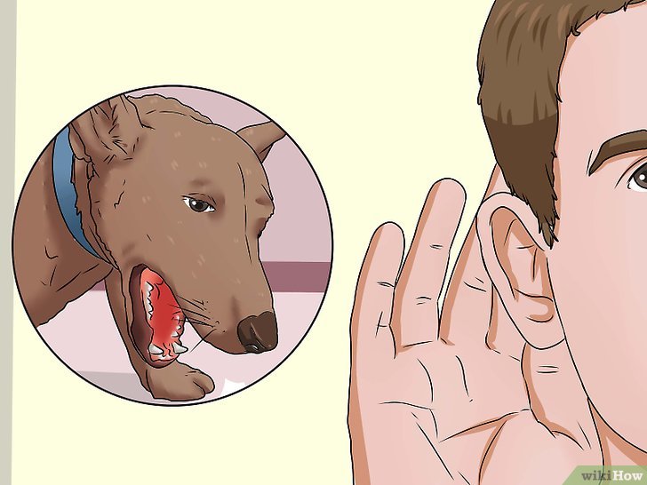 Питомниковый кашель у собак