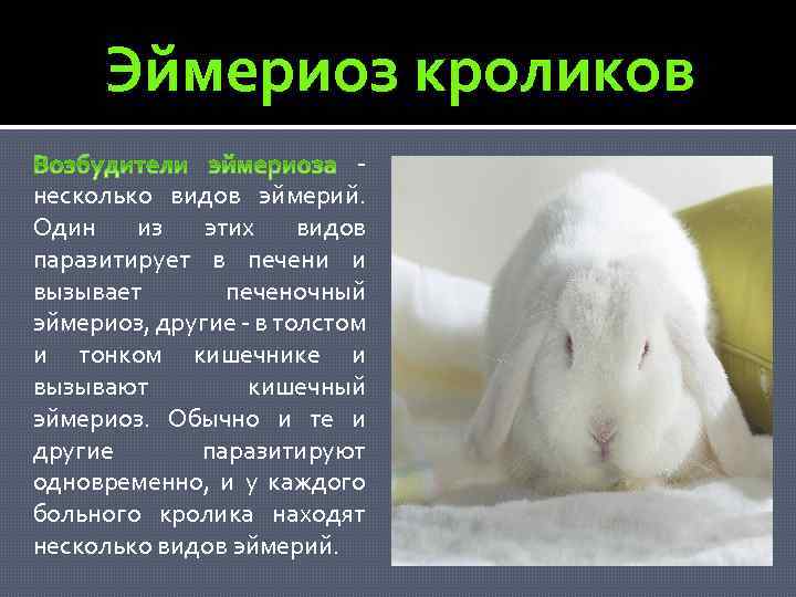 Понос у кроликов: причины, лечение и профилактика