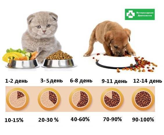 Когда и как перевести котенка на сухой корм? :: syl.ru