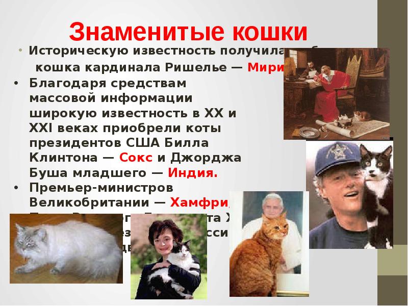 Самые знаменитые в интернете коты и кошки