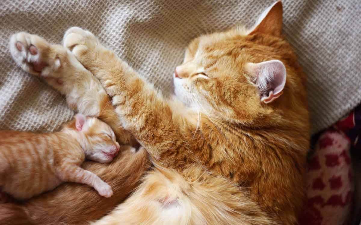 Уход за новорожденными котятами: что нужно знать владельцам