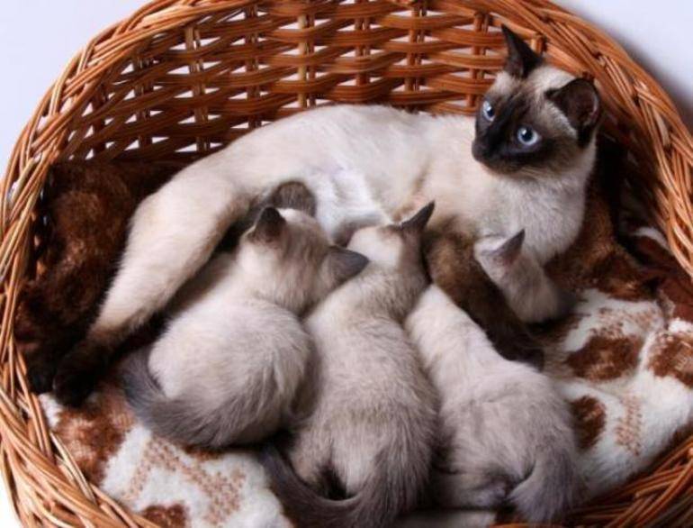 Сколько котят может родить кошка максимум