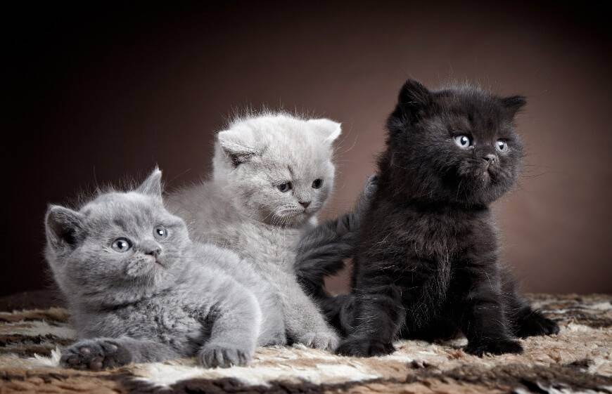 Черно-белые кошки: различные породы и особенности
