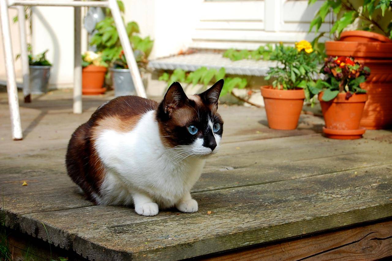 Тайская кошка: 130 фото особенностей кормления, достоинства и недостатки питомца
