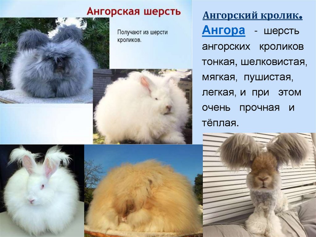Ангорский кролик - история происхождения, описание, разведение, уход, кормление, плюсы и минусы