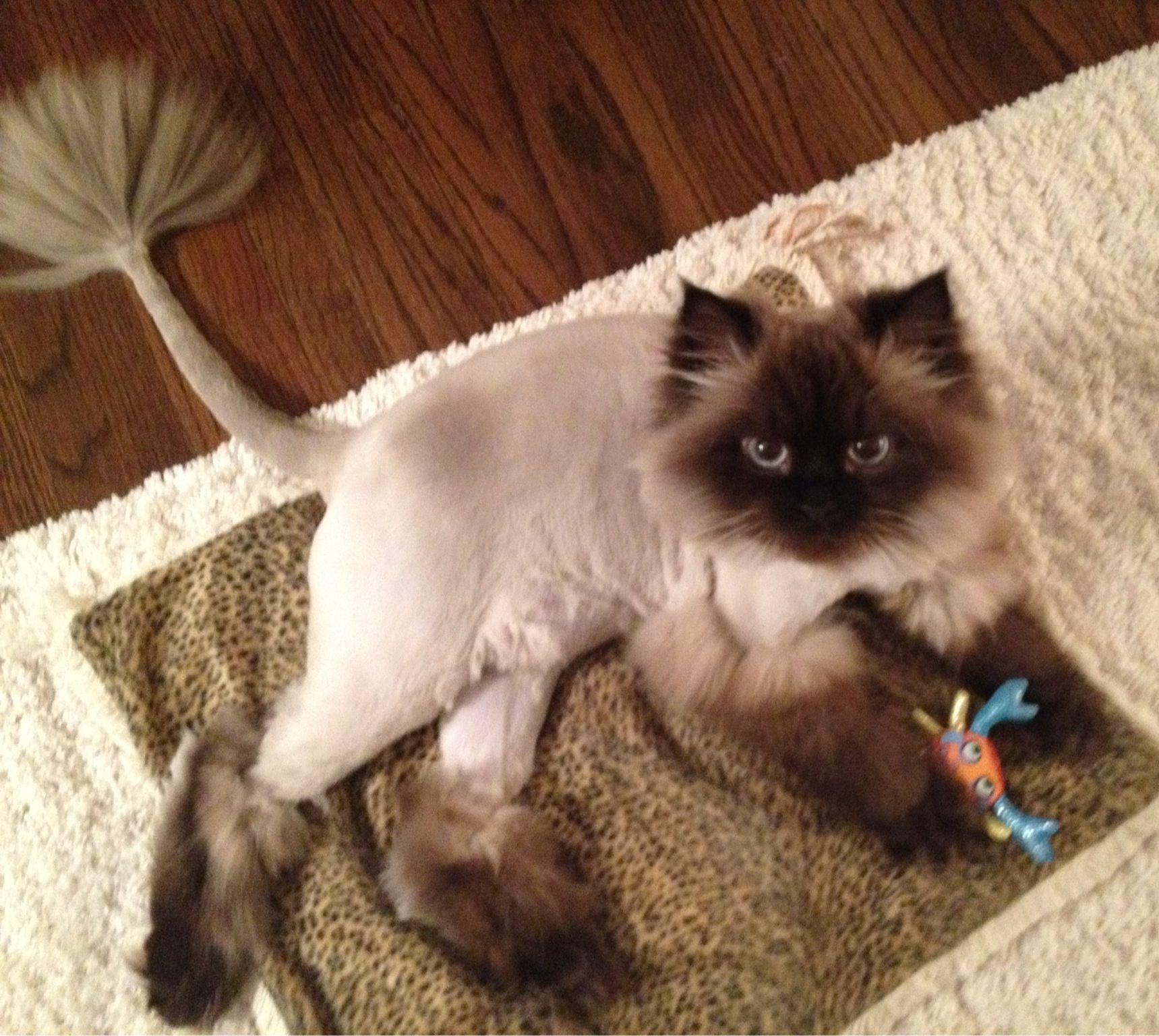 Кто подстрижет кота на дому