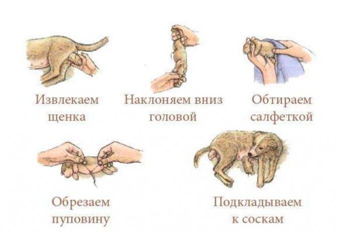 Когда начинается первая течка у кошек? сколько длится и особенности :: syl.ru