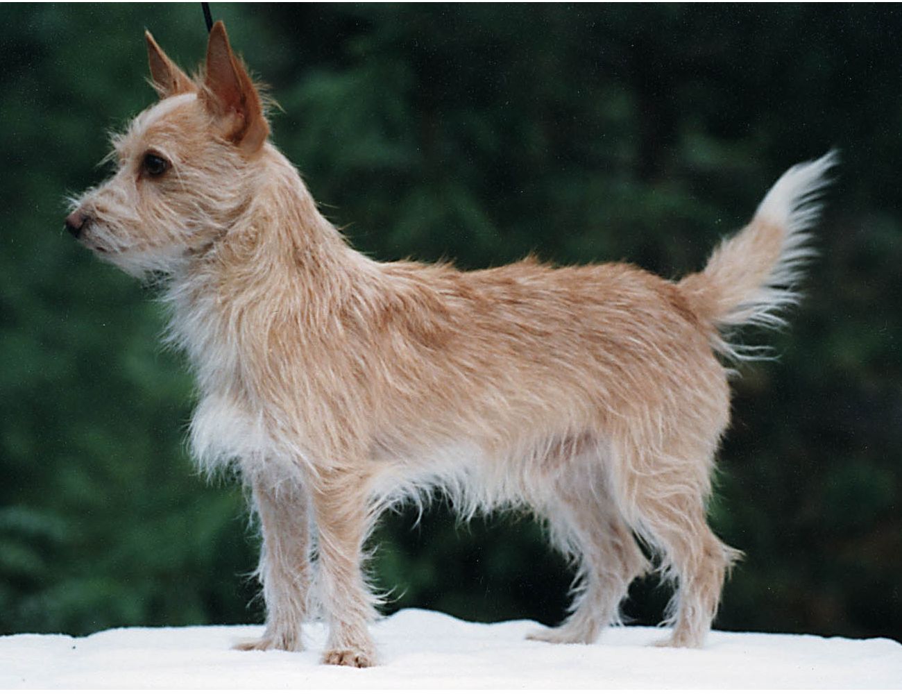 Португальский поденгу (кроличья собака): описание породы с фото и видео