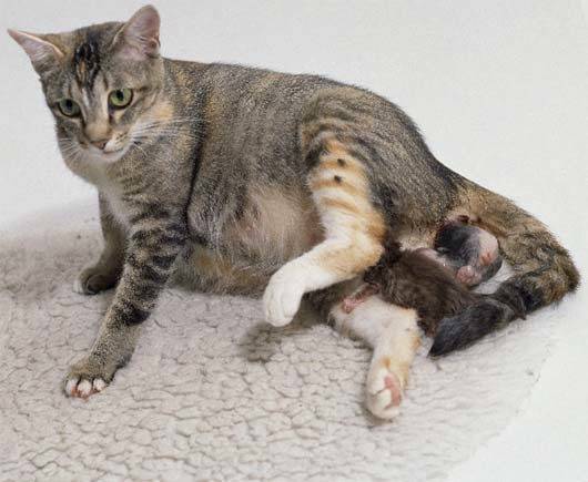 Подготовка к родам у домашней кошки