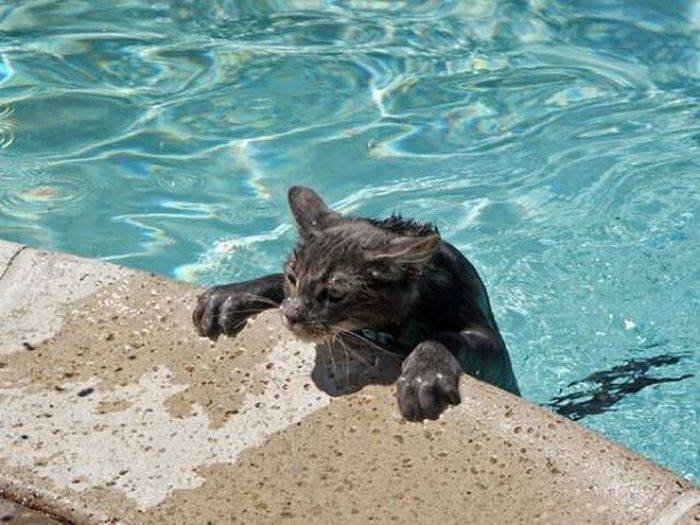 Почему кошки боятся воды-почему кошки боятся воды?