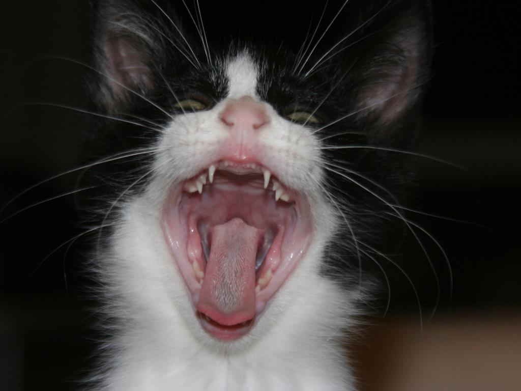 Смена зубов у котенка: возраст, этапы и возможные осложнения | звери дома